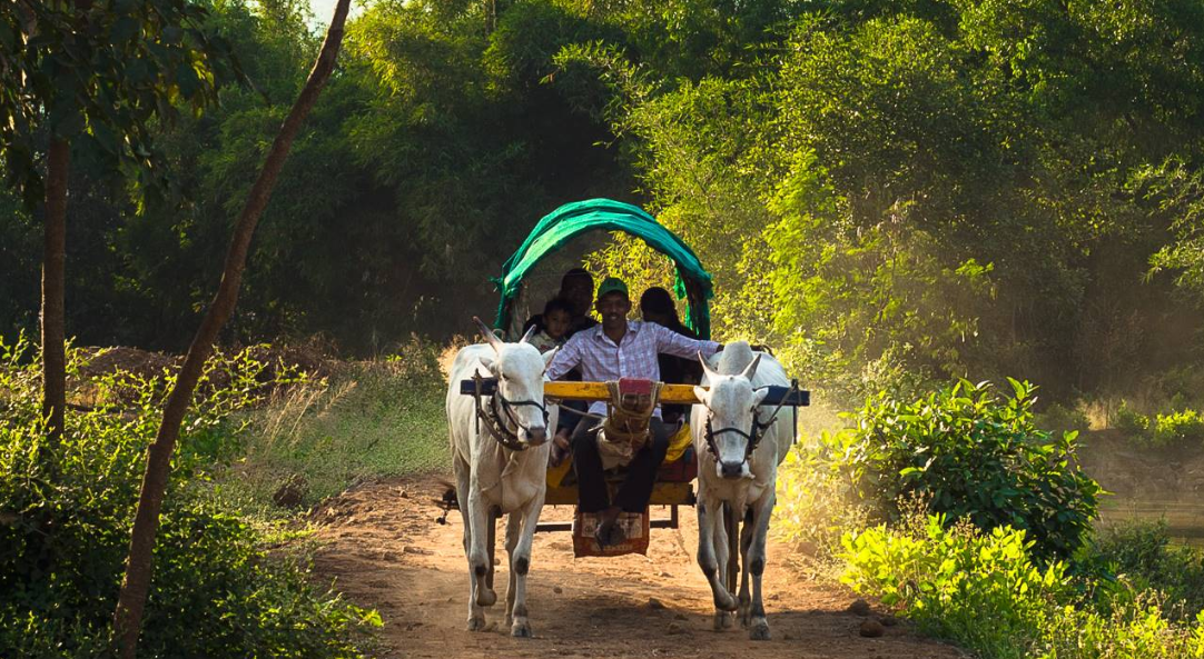 Bullock Cart Ride